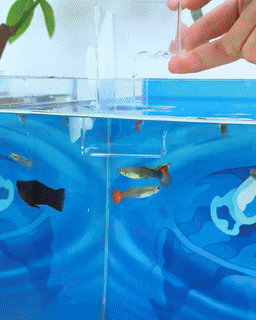 Alimentador de acrílico para peces - No ensucia los acuarios ✨Solo por HOY CON 50% DCTO