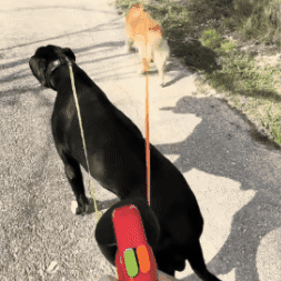 Correa doble extensible para perros - Movimiento 360° sin enredos💥HOY CON 50% DCTO
